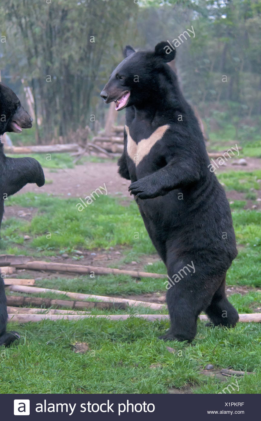 Two Asian black bears (Ursus thibetanus) fighting, Chengdu, China Stock Photo
