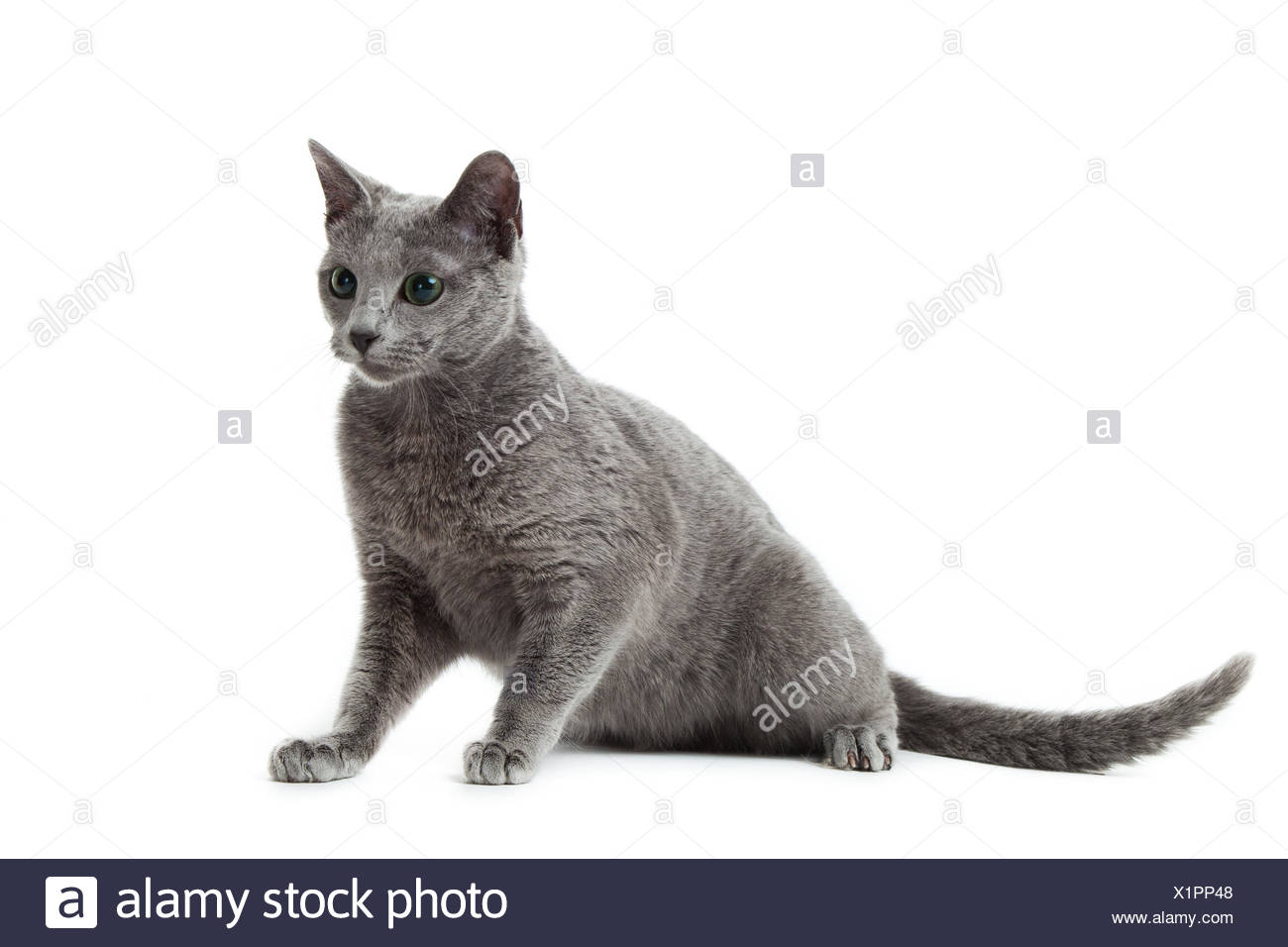 Russian Blue Cat On White Stock Photo Alamy