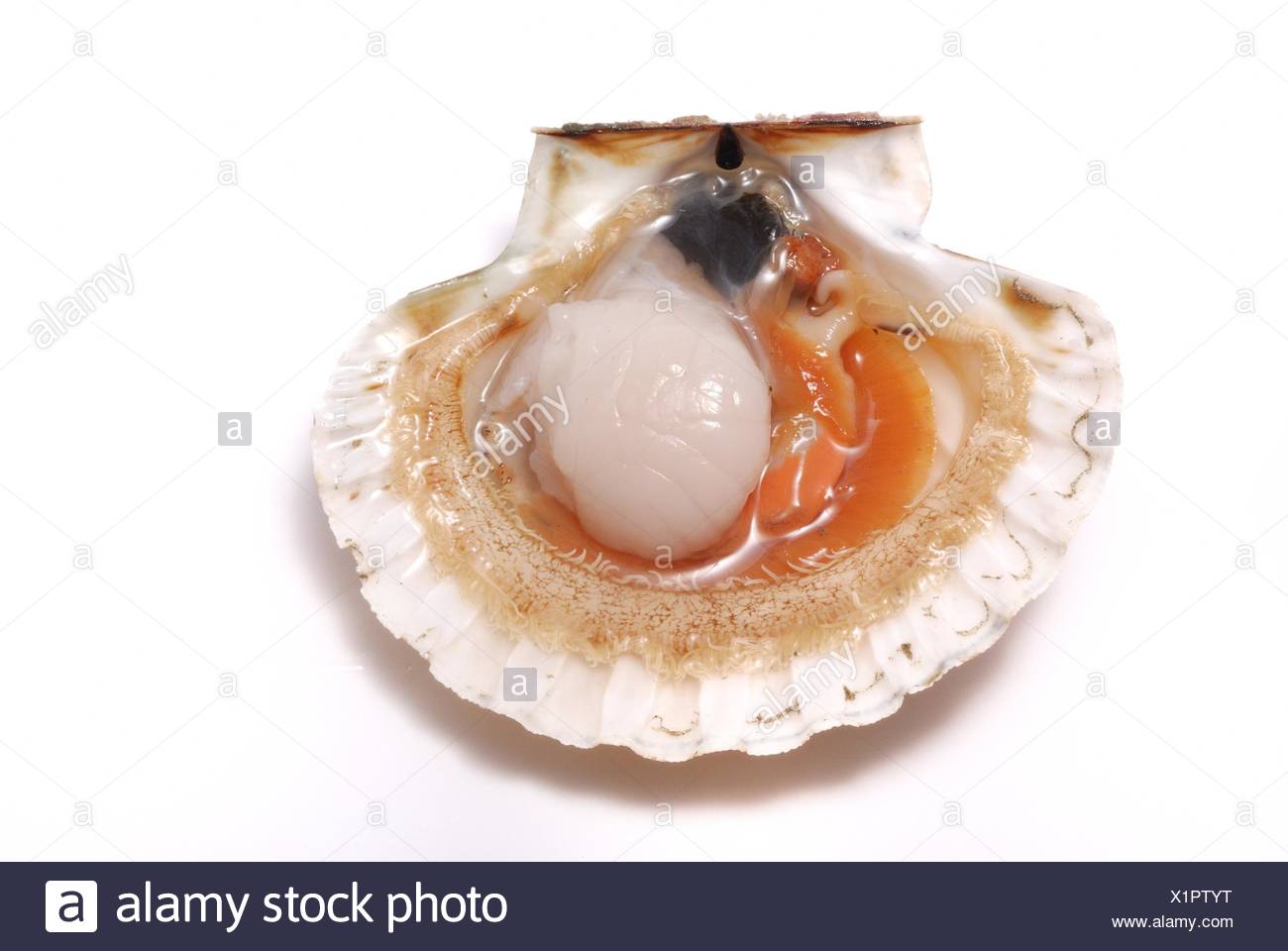 Dont Miss Out See What A Living Scallop Really Looks Like - 9v1q7bs