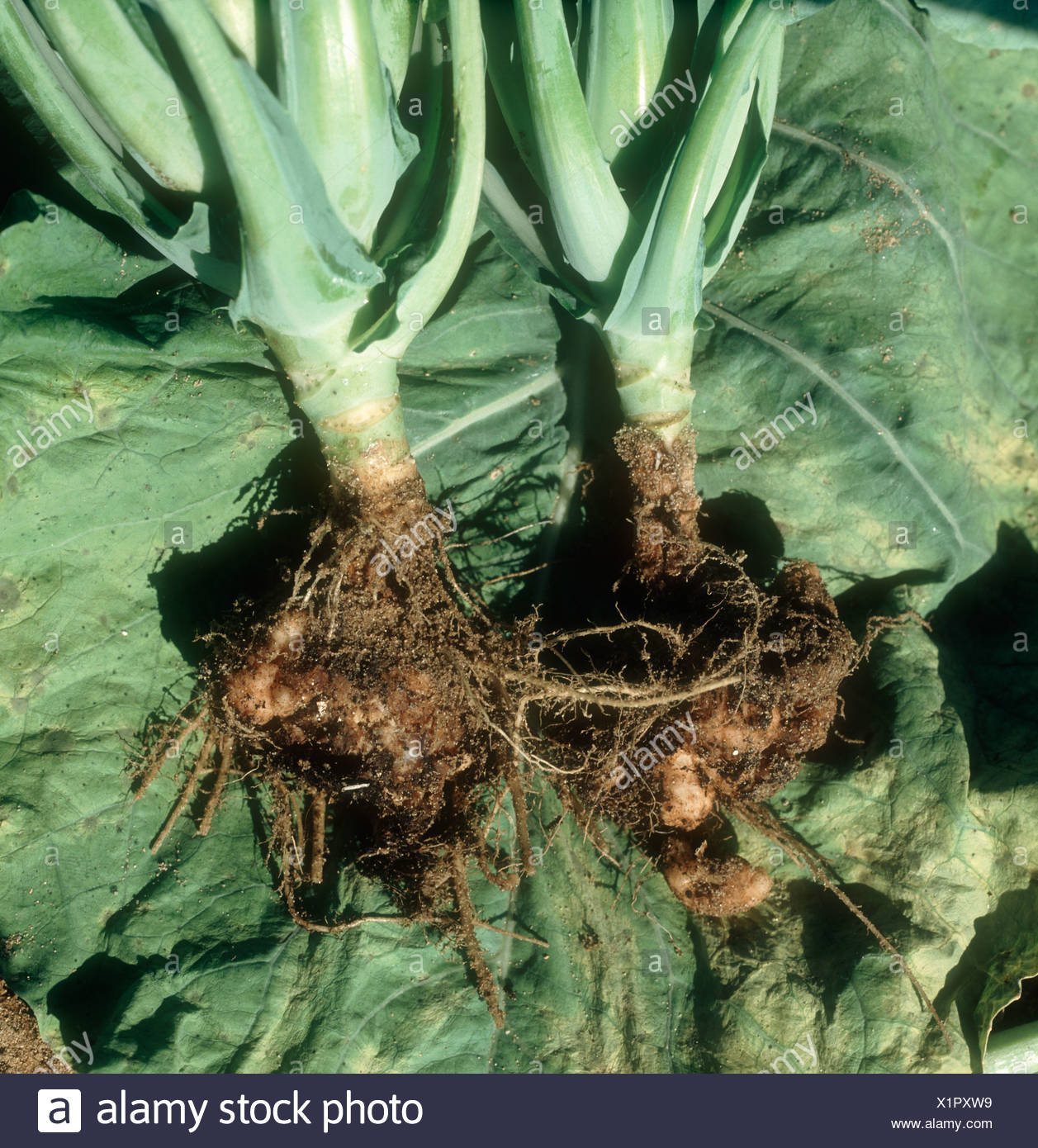 Cabbage With Roots Stock Photos & Cabbage With Roots Stock Images Alamy