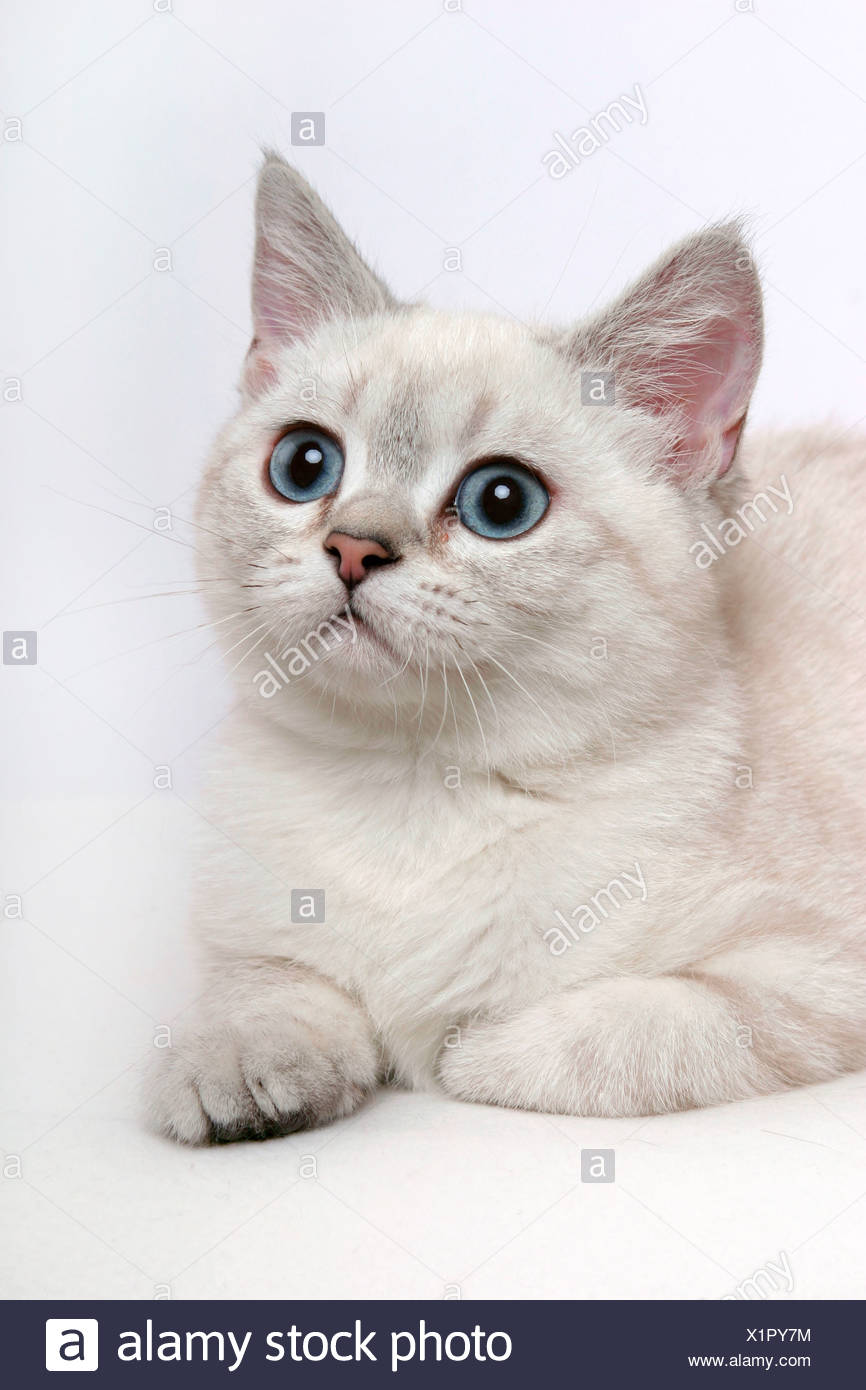 Britisch Kurzhaar Colourpoint British Shorthair Stock