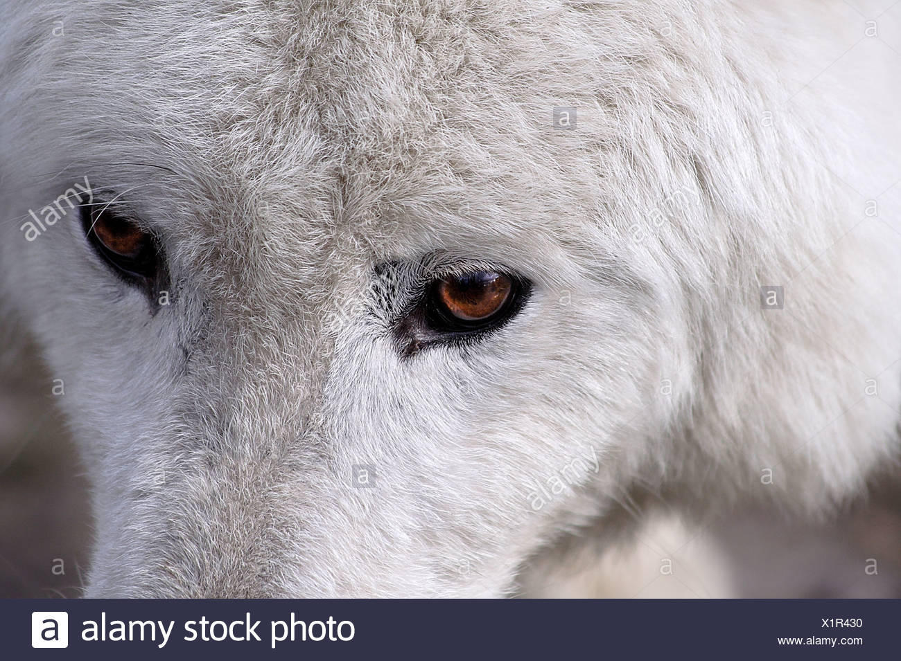 white-wolf-with-brown-eyes-X1R430.jpg