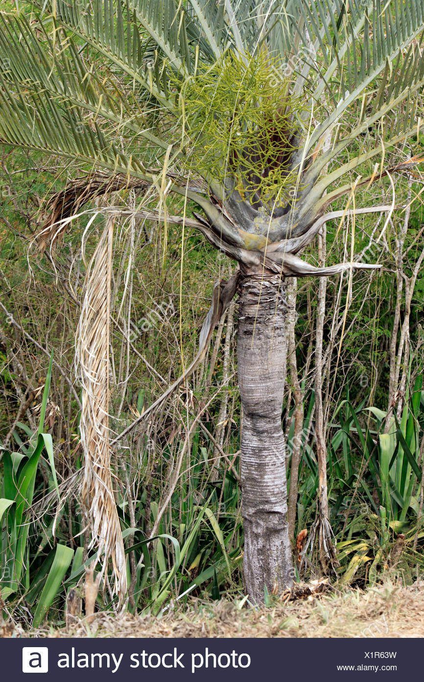 Raffia Palm Stock Photos & Raffia Palm Stock Images Alamy
