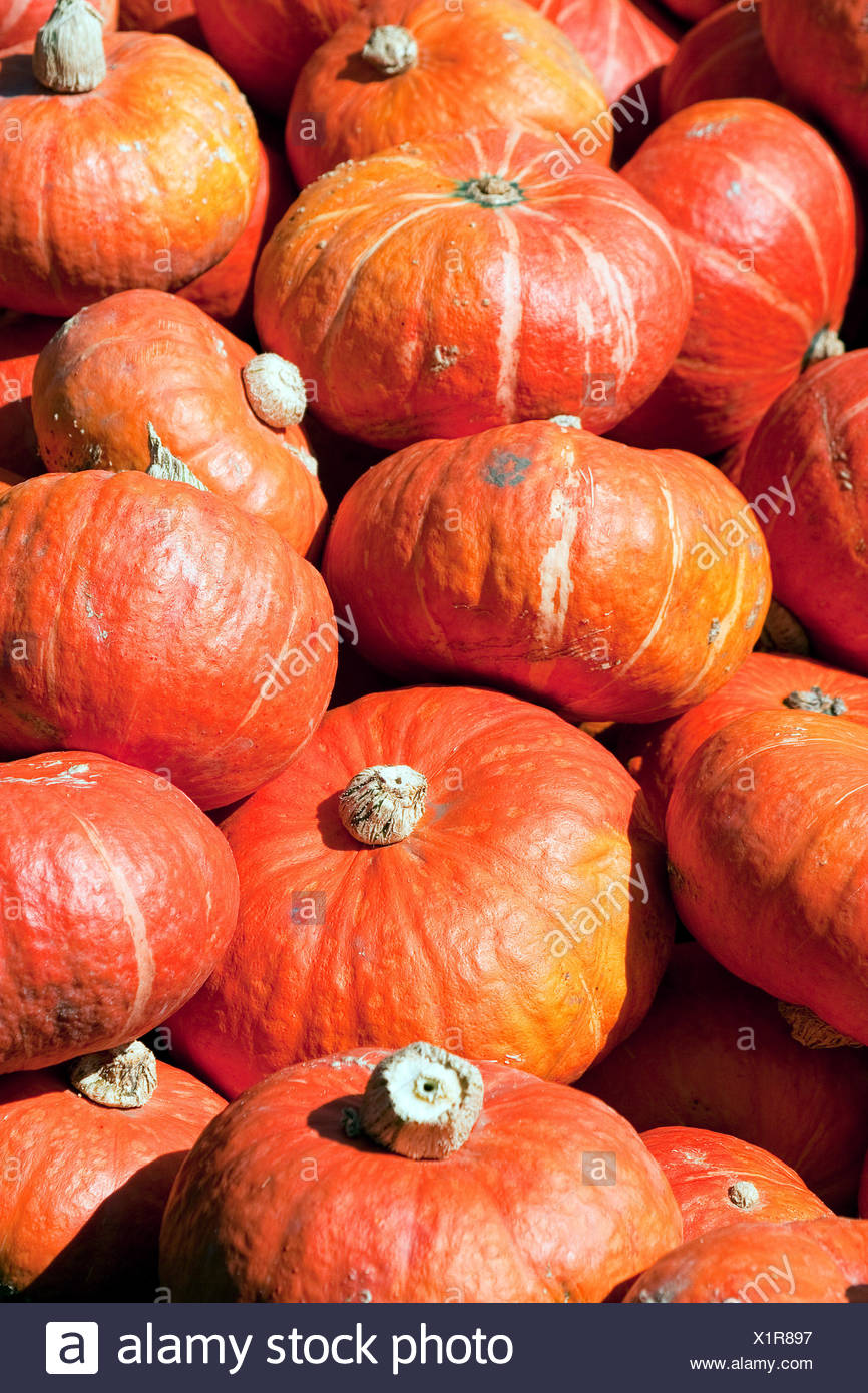 Krbis Helloween Fest Herbstzeithokkaido Gro Ernte Erntezeit Stock