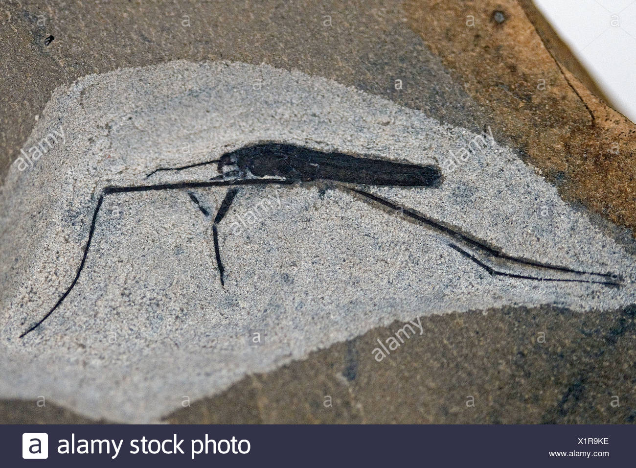 Palaeocene Eocene High Resolution Stock Photography and Images - Alamy