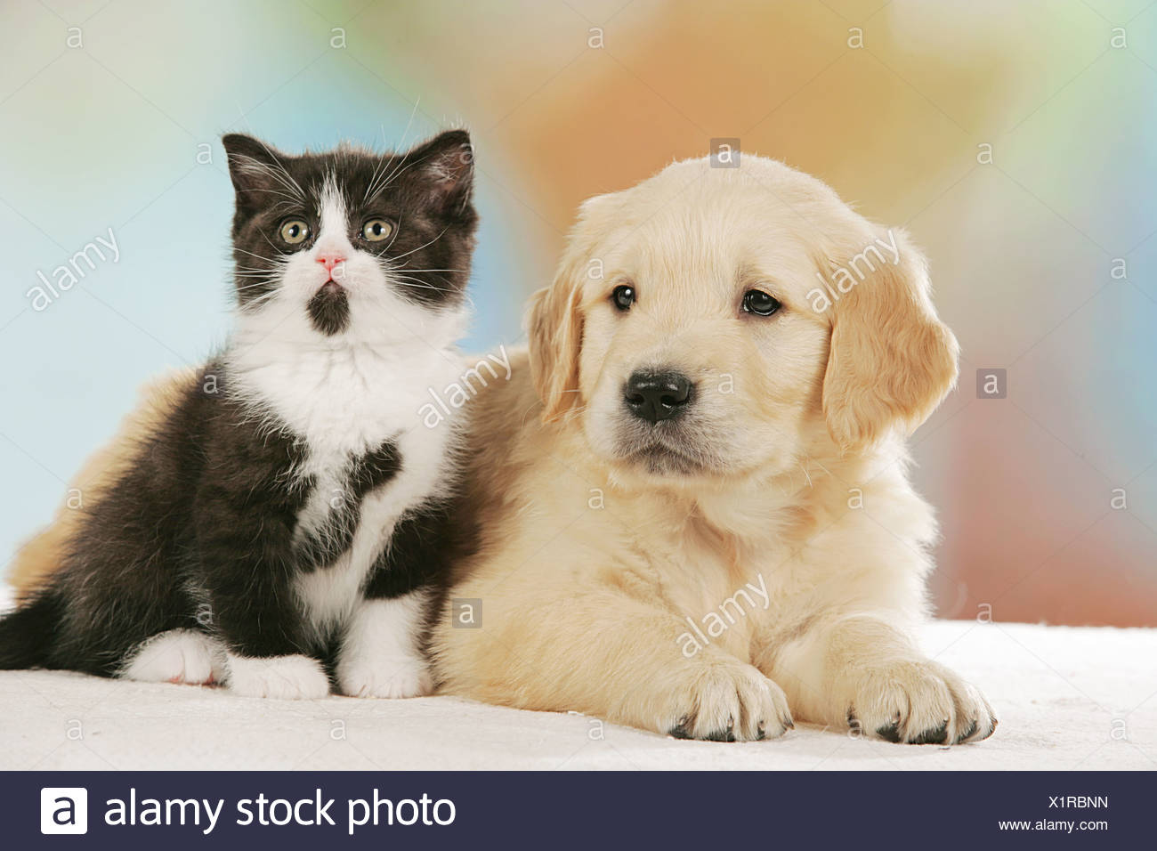 Animal Friendship Golden Retriever Puppy And Britsh Shorthair Kitten Stock Photo Alamy