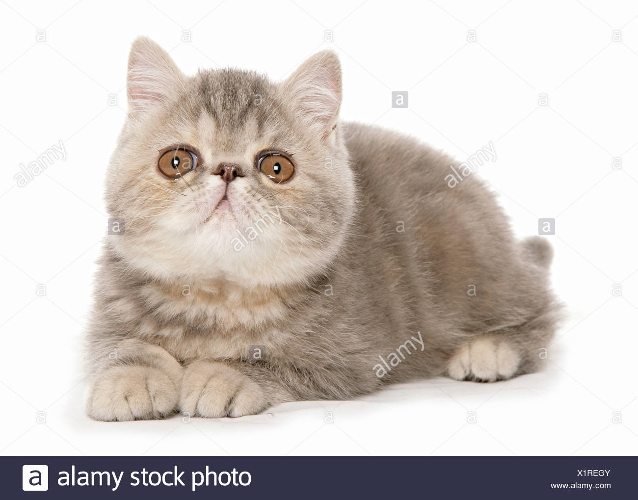 Exotic Shorthair Cat Kitten Lying Cut Out Stock Photo
