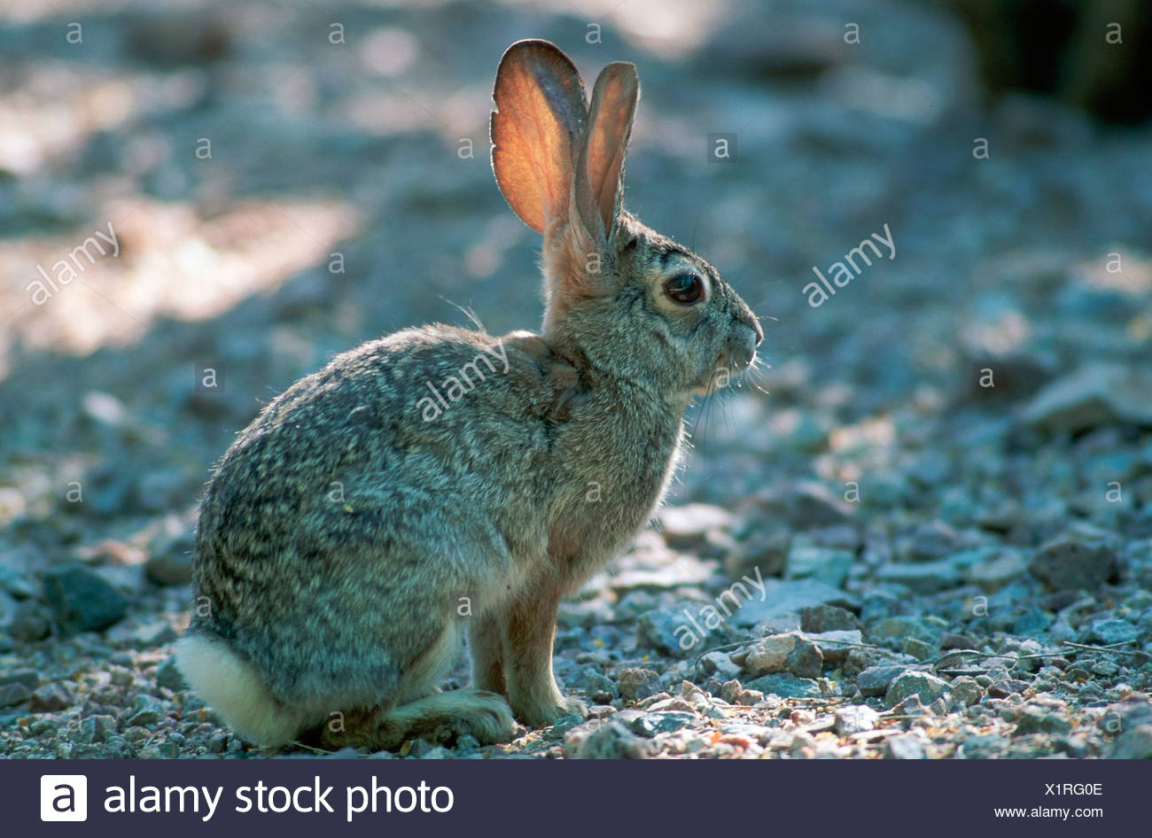 Cottontail Rabbit Arizona High Resolution Stock Photography and Images