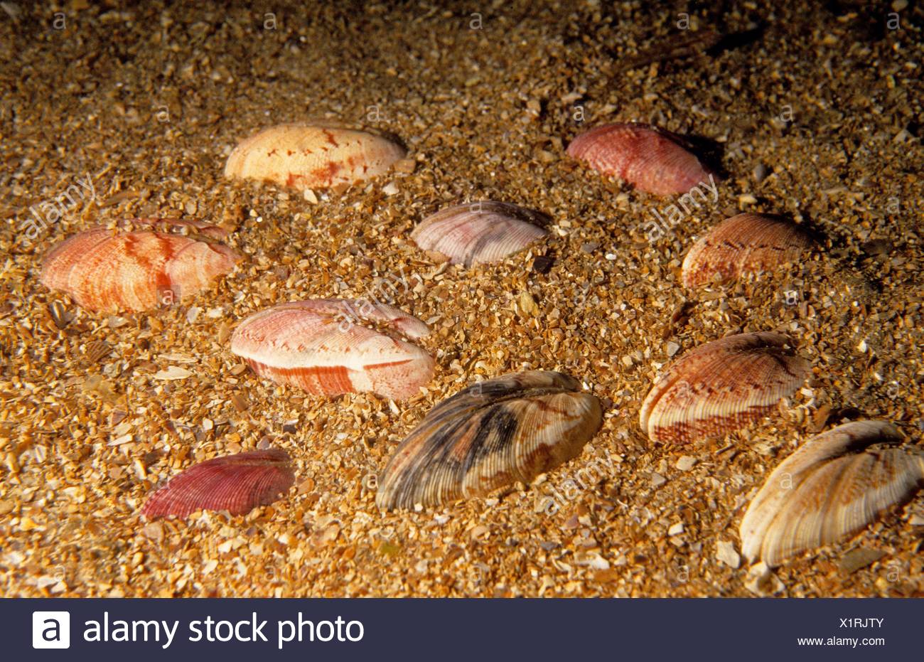 Venus Clam Stock Photos & Venus Clam Stock Images - Alamy