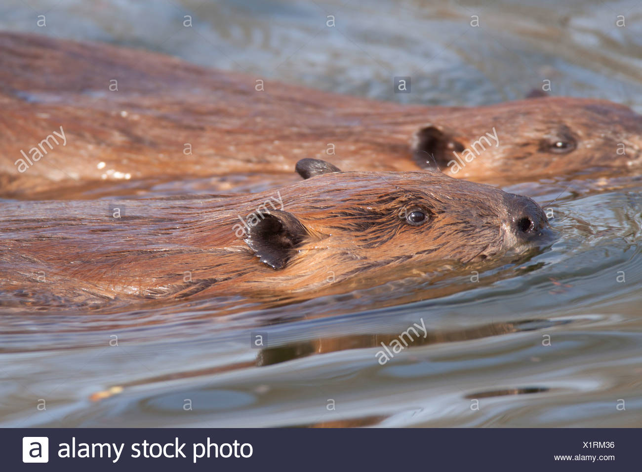 Beavers Stock Photos & Beavers Stock Images Alamy