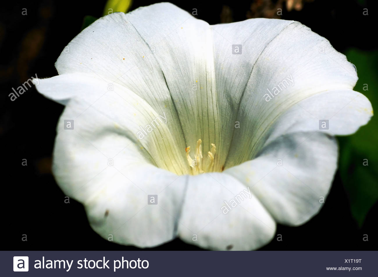 Bindweed Stock Photo