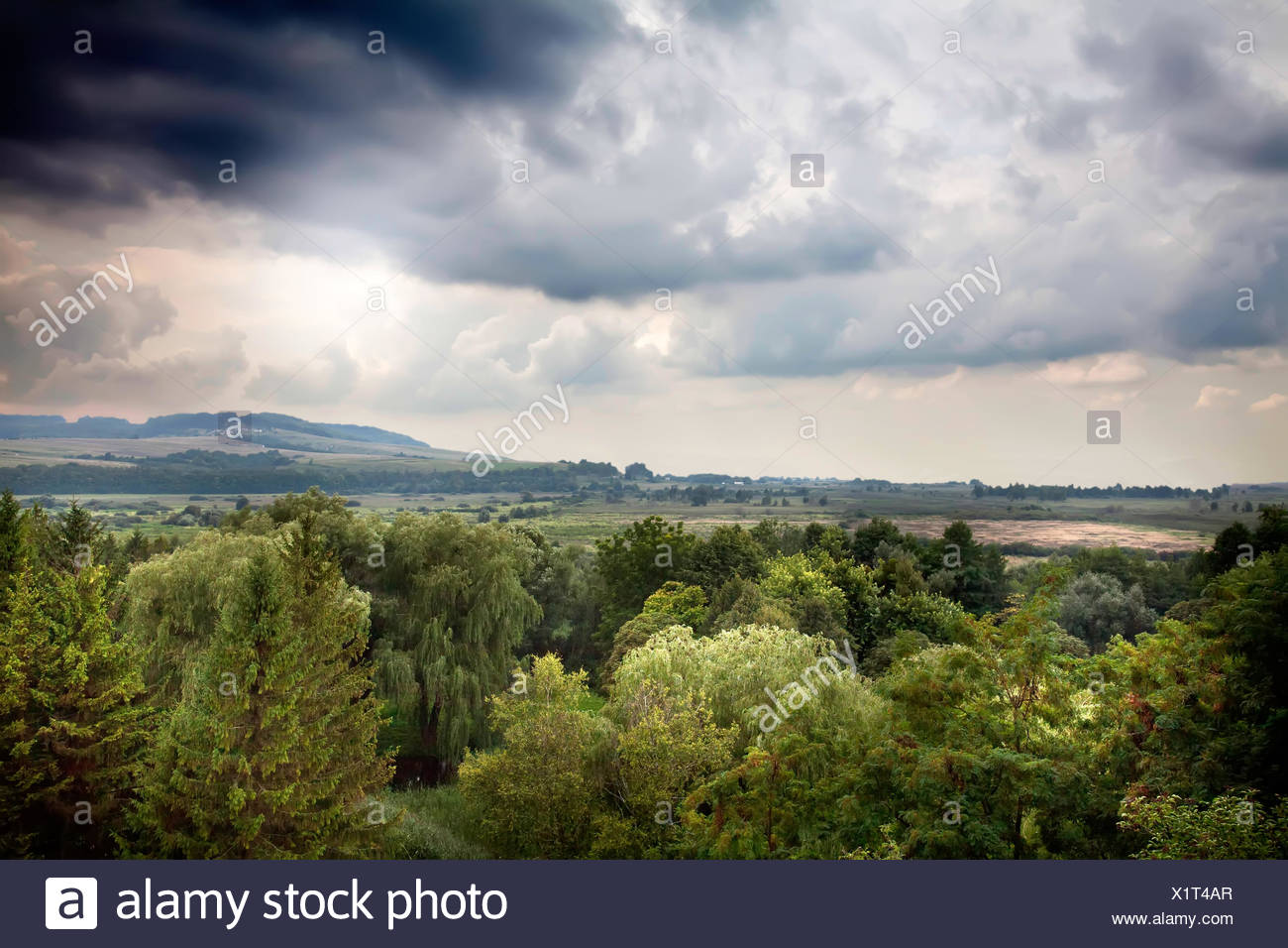 Trees Woods Stormy Sky High Resolution Stock Photography and Images - Alamy