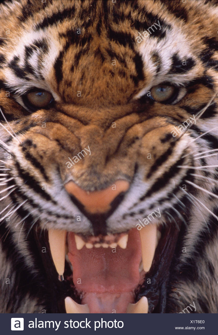 Growling Tiger High Resolution Stock Photography and Images - Alamy