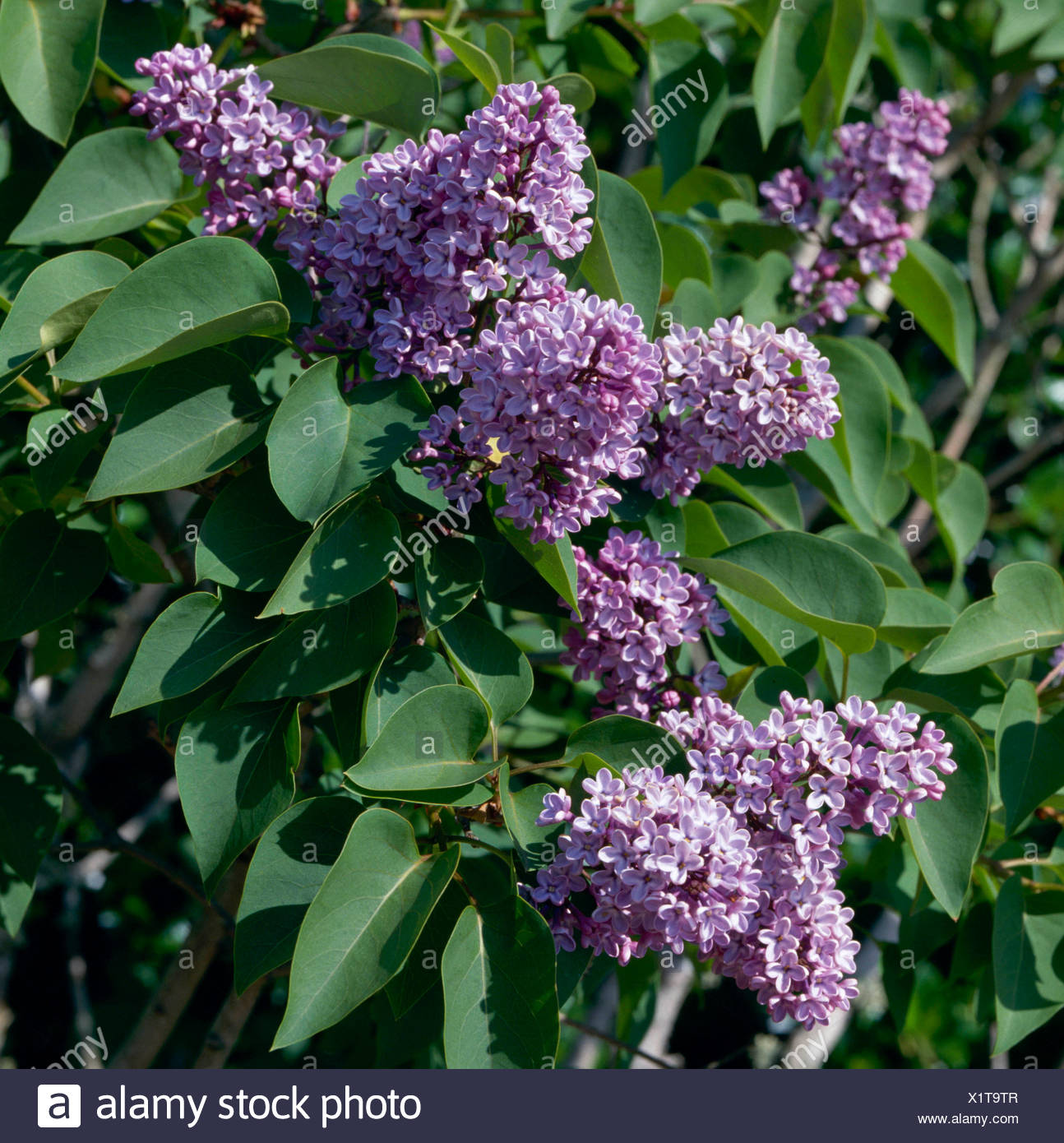 Hydrangea Aspera Stock Photos Hydrangea Aspera Stock Images