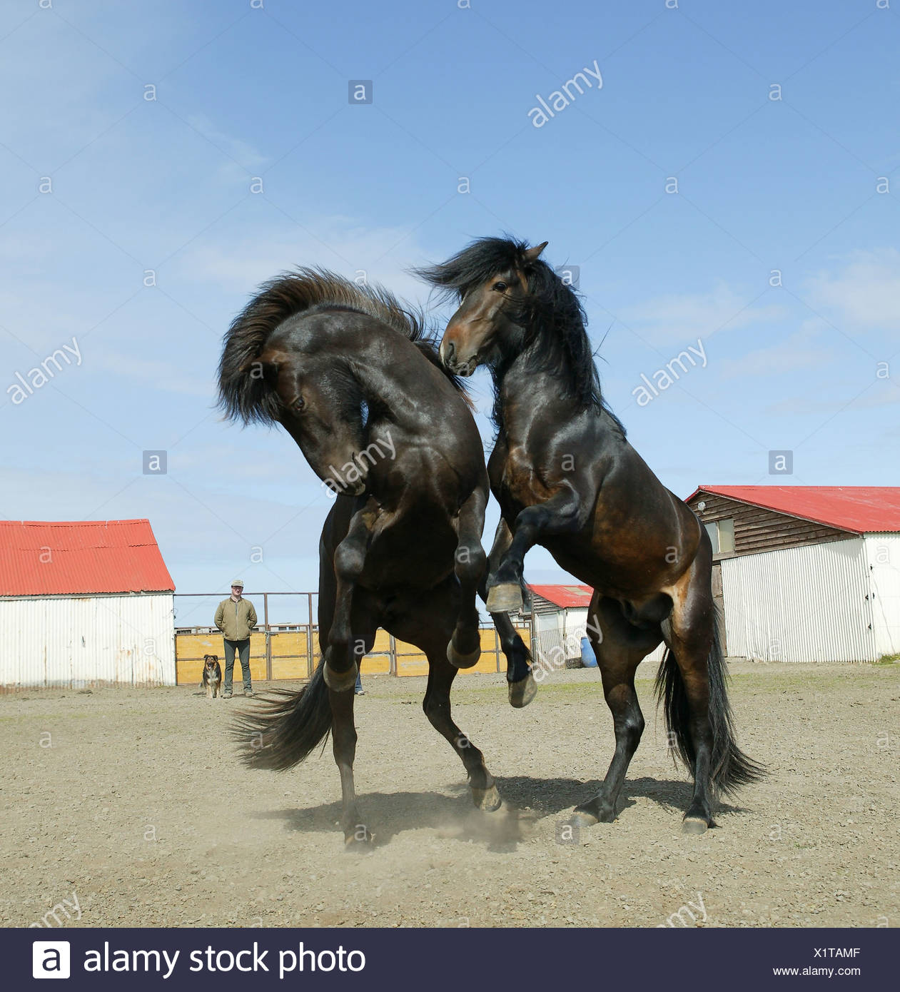 Prancing Horse Black Stock Photos Prancing Horse Black Stock
