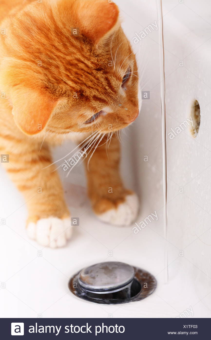 Domestic Cat Drinking Water From The Tap In Bathroom Sink