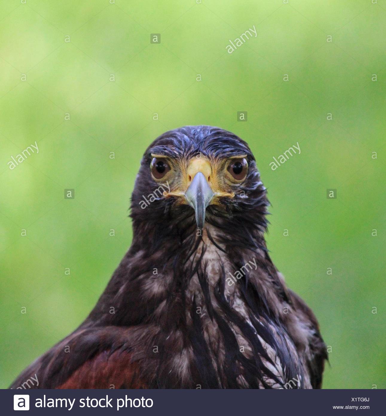 Eagle Eye Close Up High Resolution Stock Photography and Images - Alamy