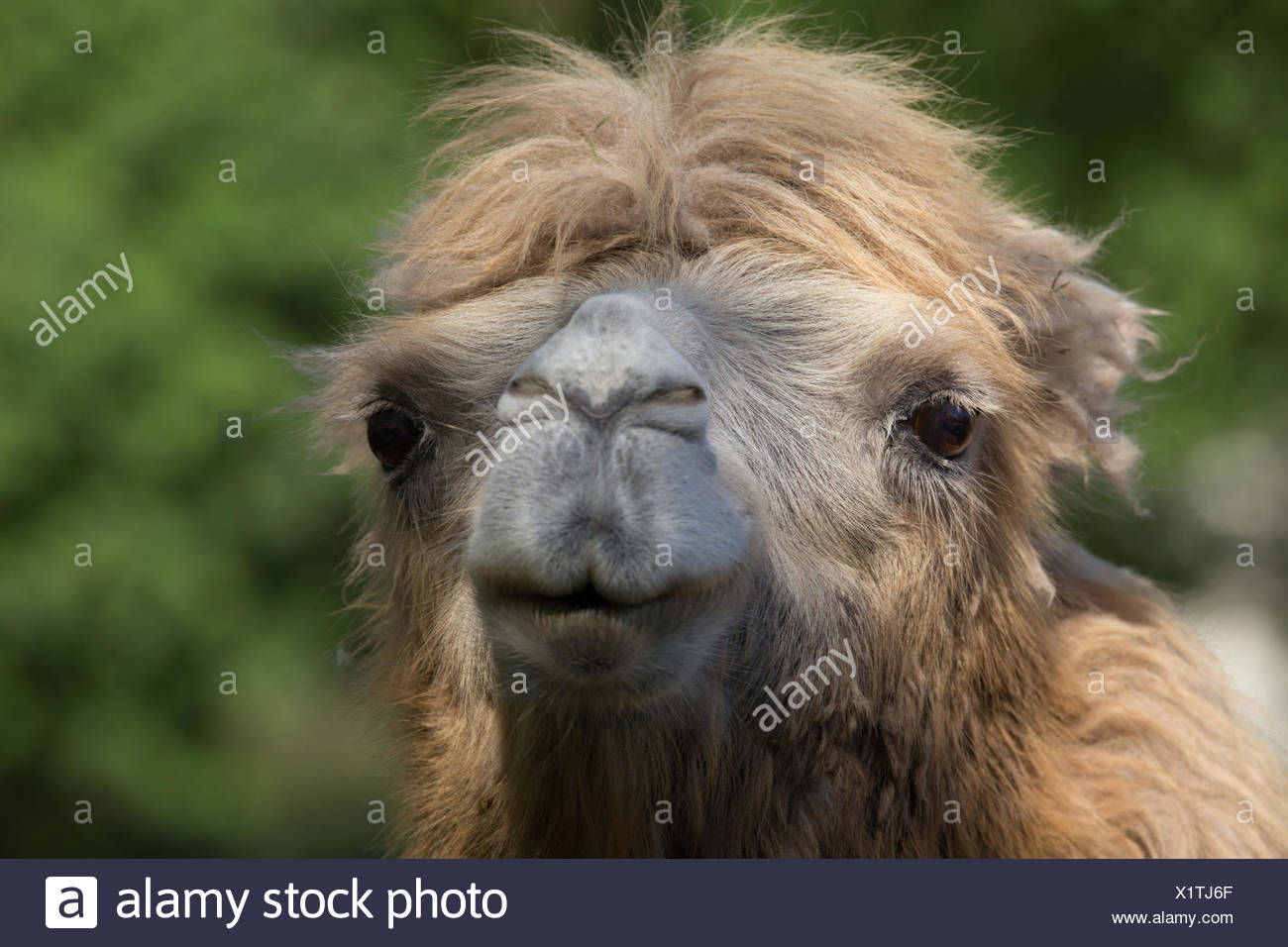 Camel Hair Stock Photos & Camel Hair Stock Images Alamy