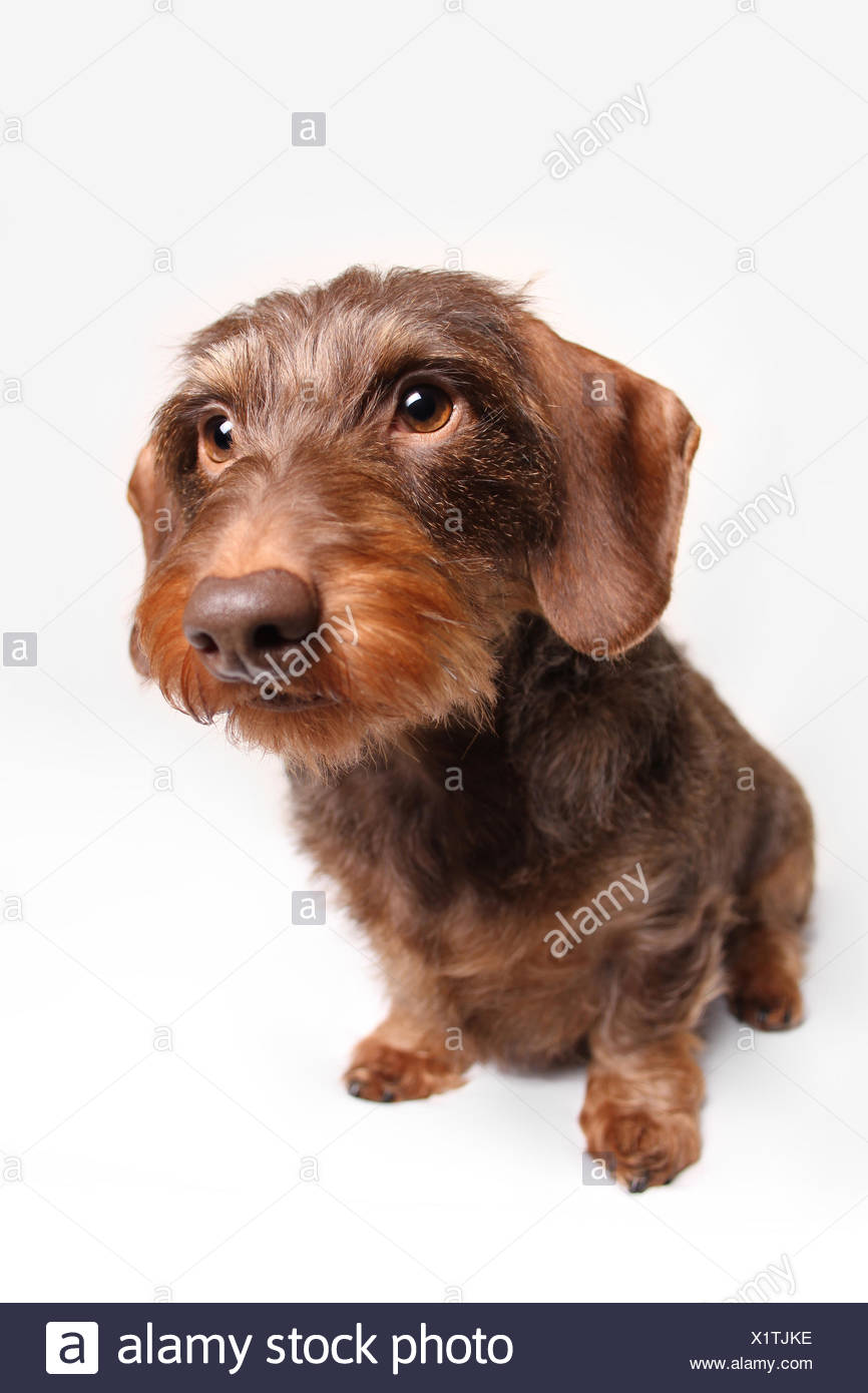 white wire haired dachshund