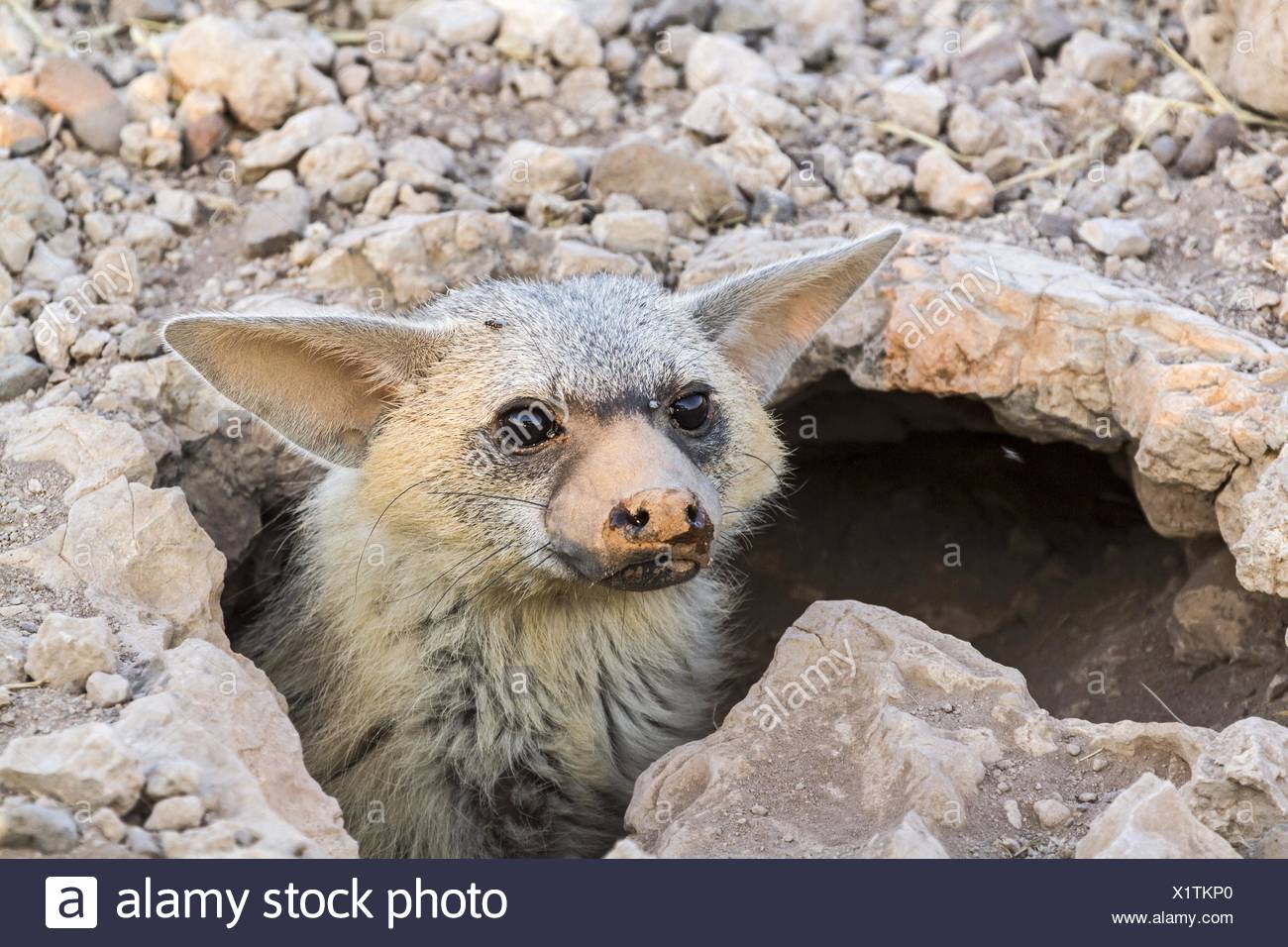 Aardwolf (proteles Cristatus) High Resolution Stock Photography and ...