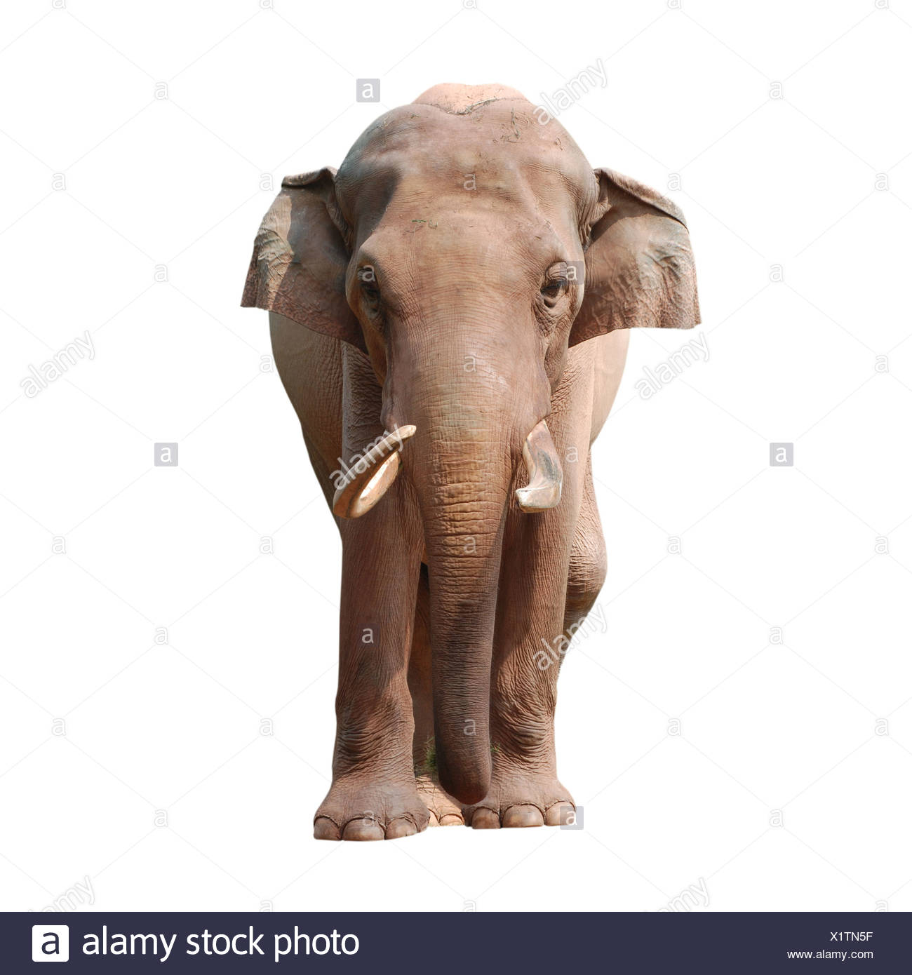 Elephant Body Stock Photos & Elephant Body Stock Images Alamy