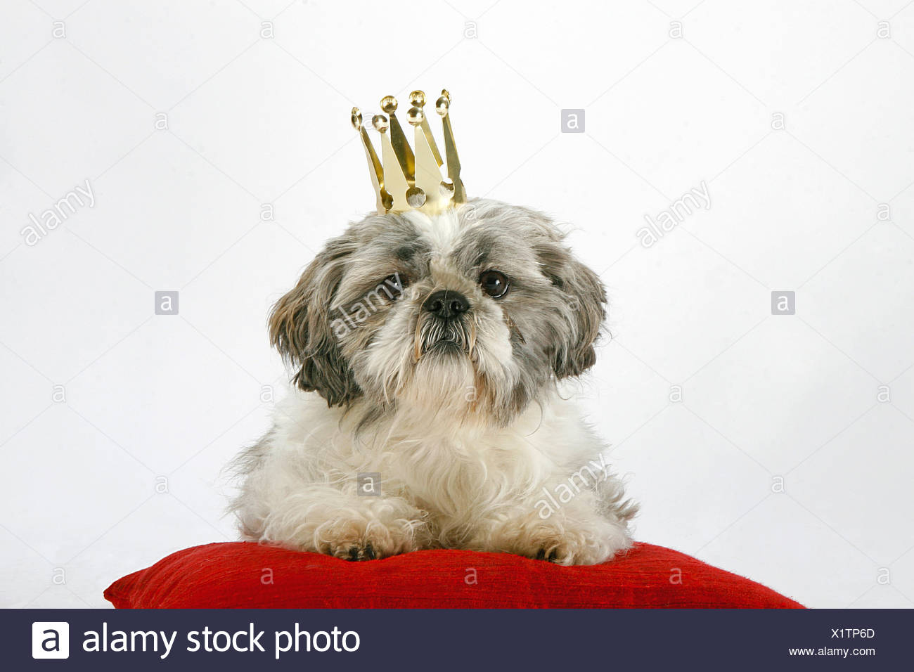 Shih Tzu With Crown Lying On Pillow Stock Photo 276524821 Alamy