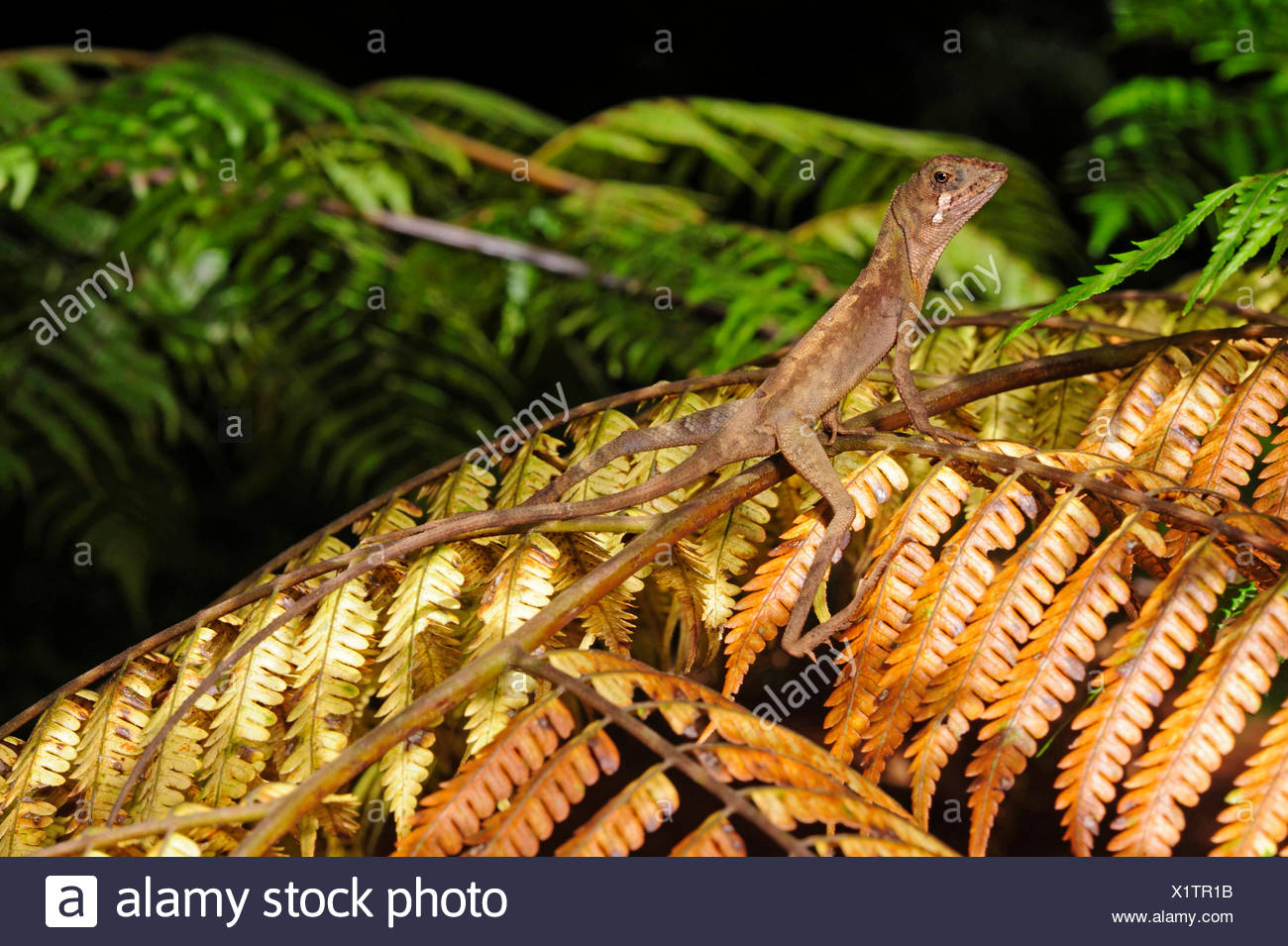 Sri Lankan Kangaroo Lizard Otocryptis Wiegmanni Stock 