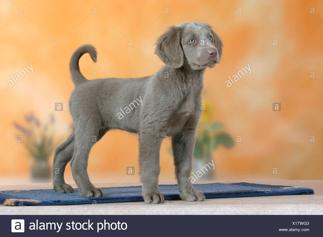 Long Haired Weimaraner Puppy Weeks Stock Photos Long Haired