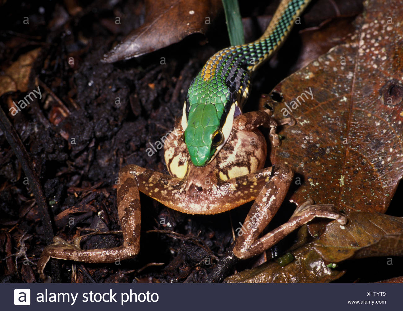Green Headed Tree Snake Leptophis Mexicanus Belize Feeding On