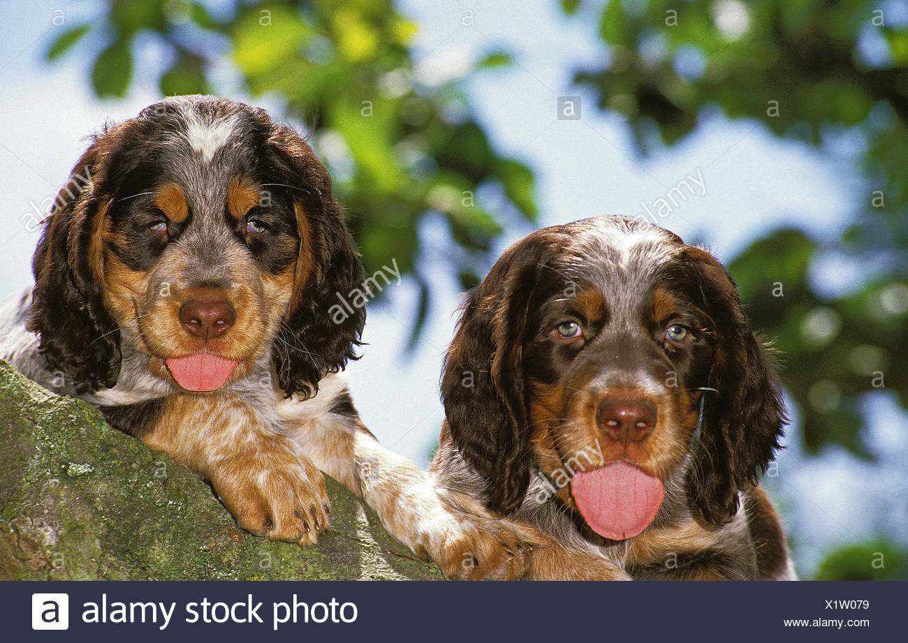 Picardy Spaniel Puppies High Resolution Stock Photography And Images Alamy