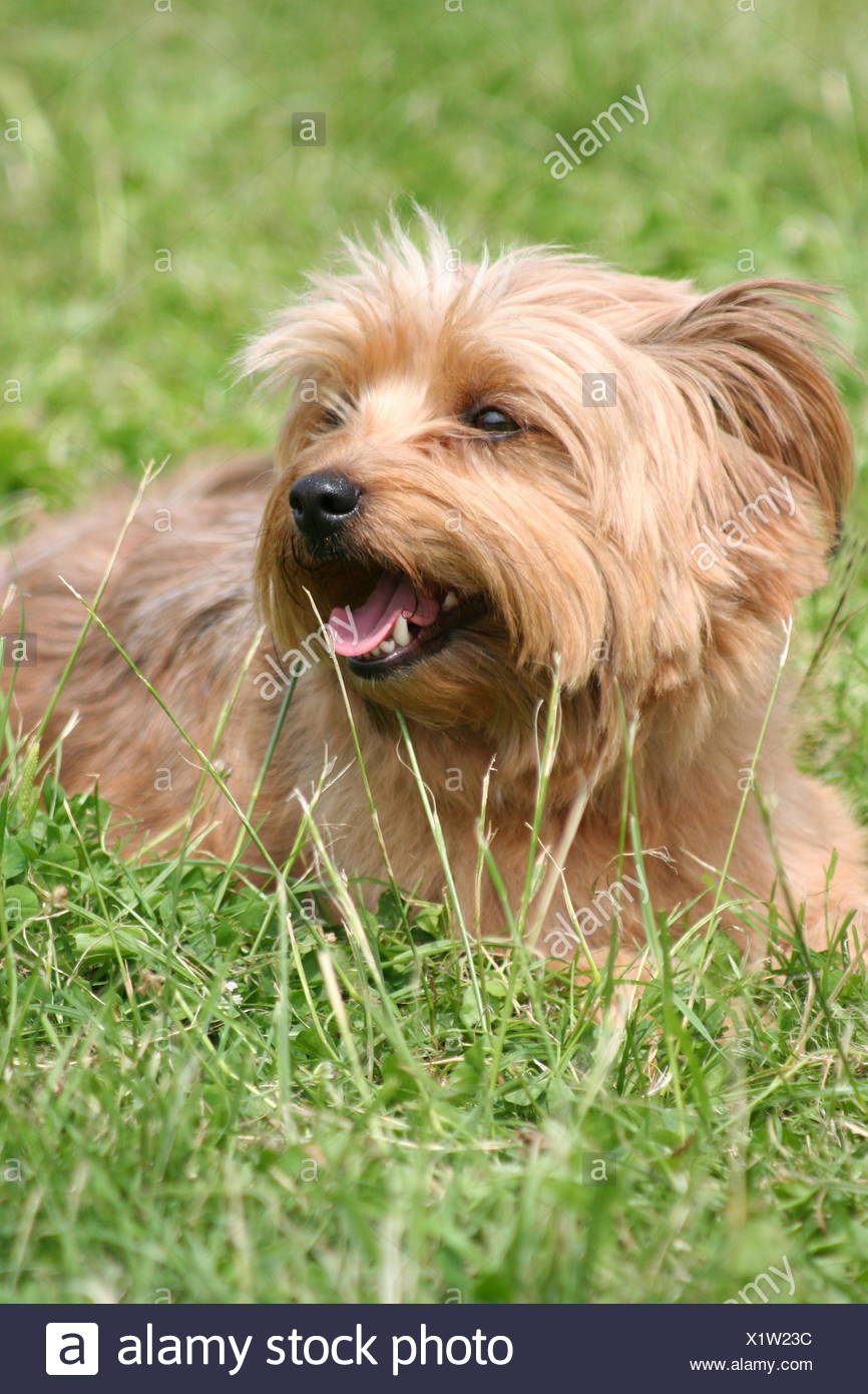 Hairs Dog Terrier Meadow Grass Lawn Green Animal Hairs Small Tiny