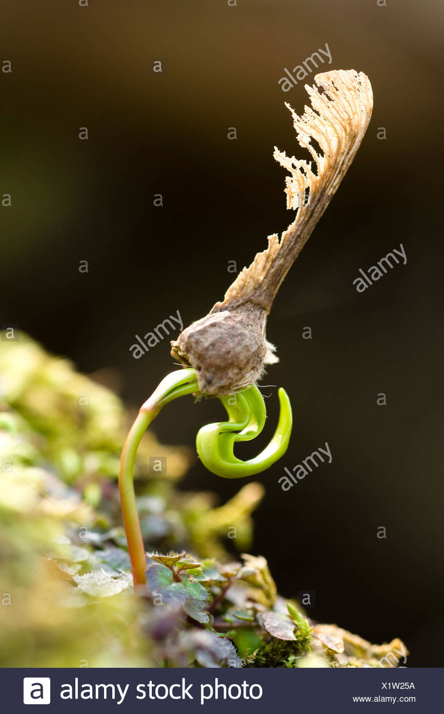 Sycamore Seedling Stock Photos & Sycamore Seedling Stock Images Alamy