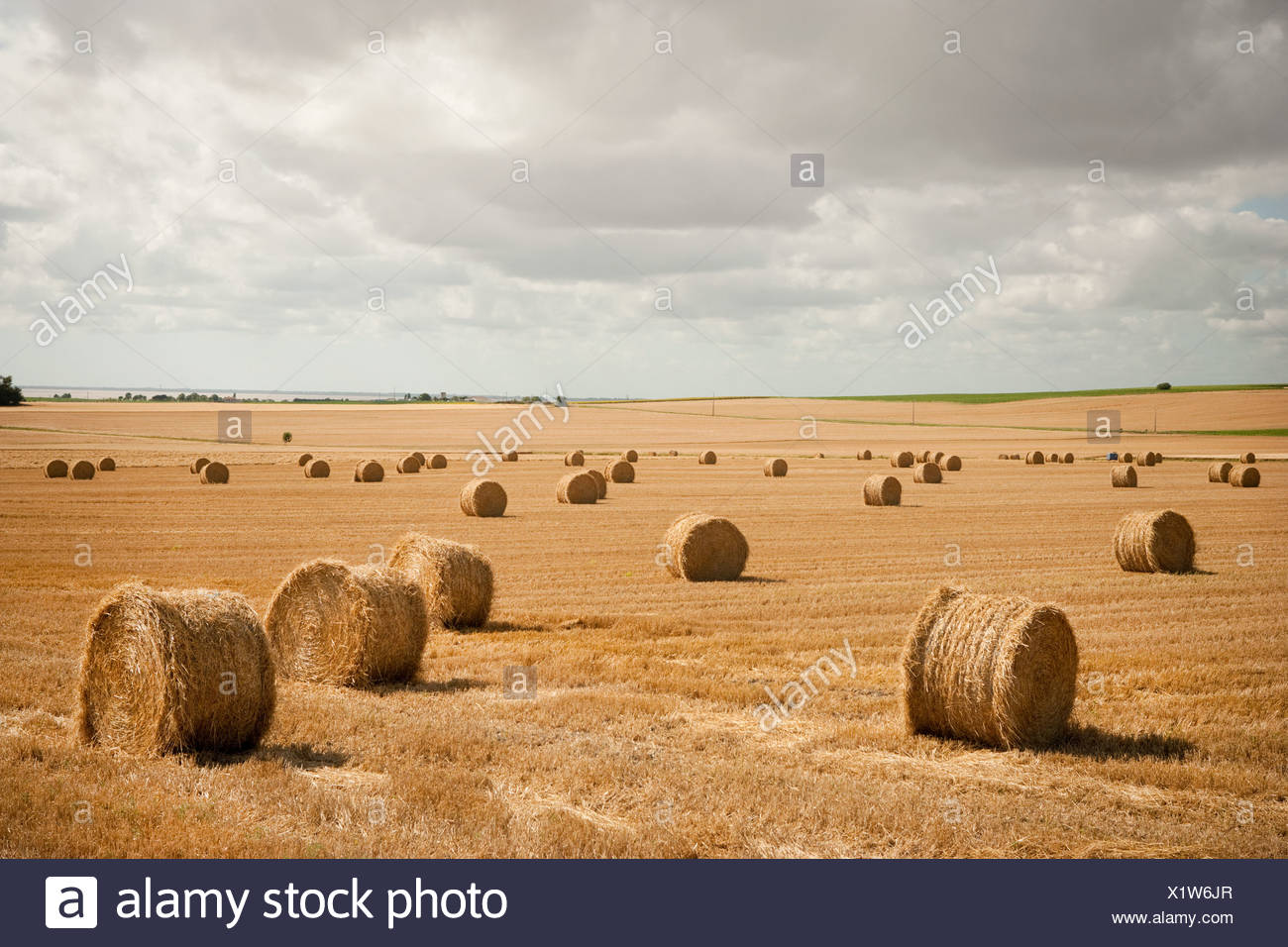 Round Hay Bales In Field Stock Photo Alamy