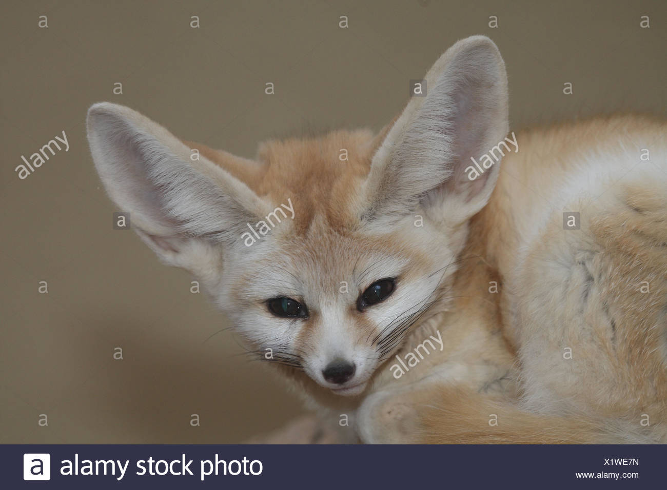 dog with fox ears