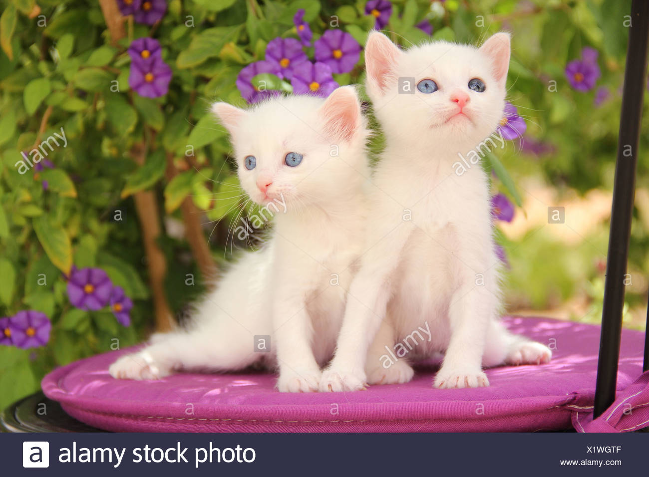 two white kittens