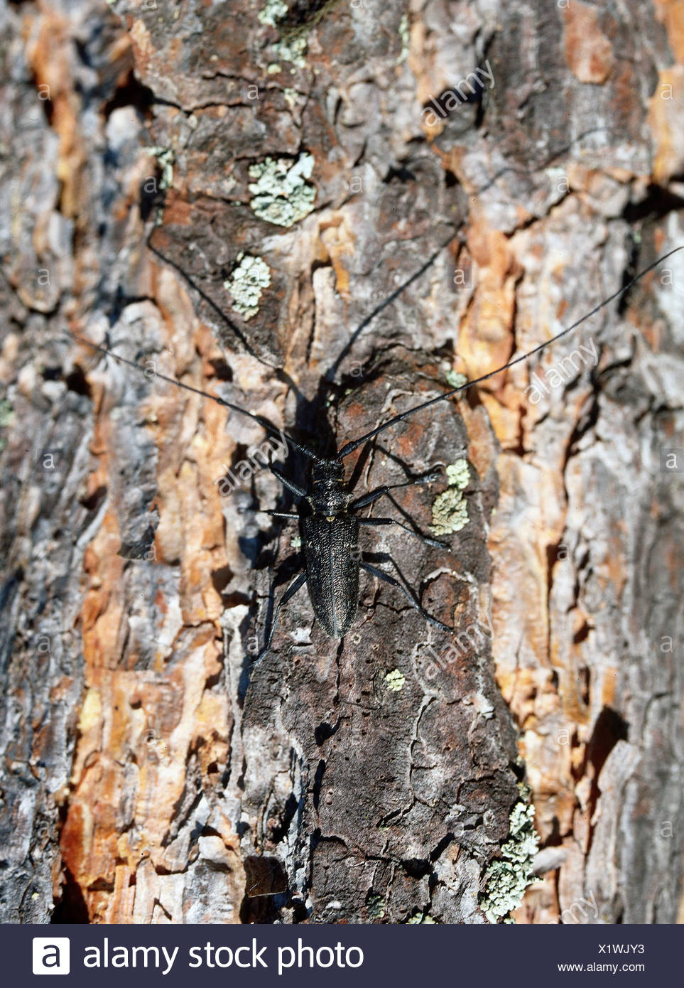 Old House Borer High Resolution Stock Photography And Images Alamy