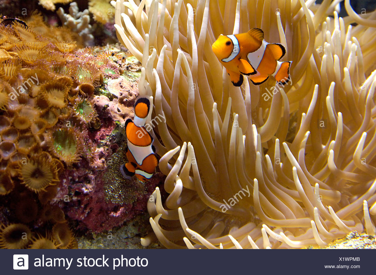 Anemone Fish Amphiprion Ocellaris With Eggs Ane Anemone Stock Photo Alamy