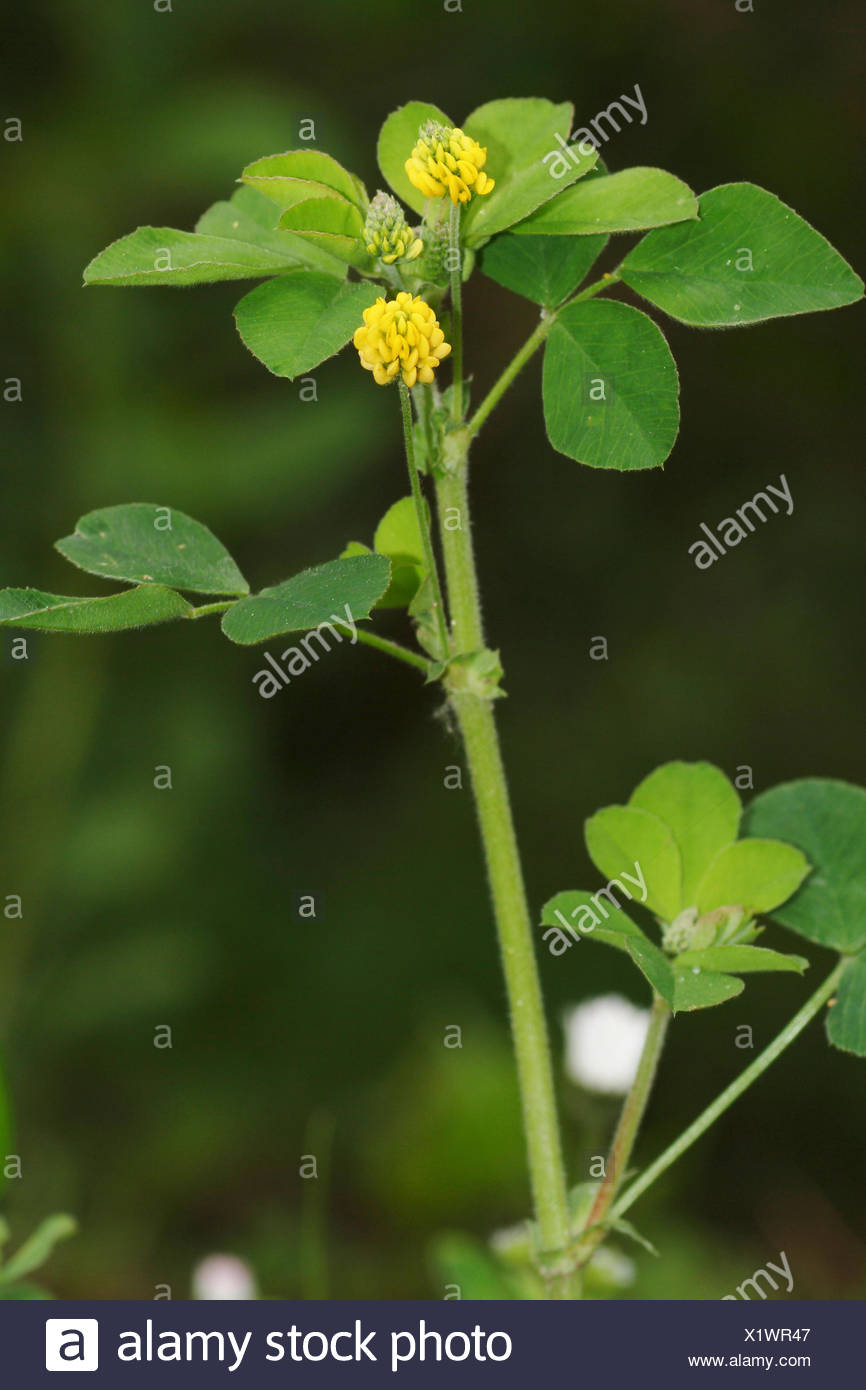 Yellow Clover Weed High Resolution Stock Photography and Images Alamy