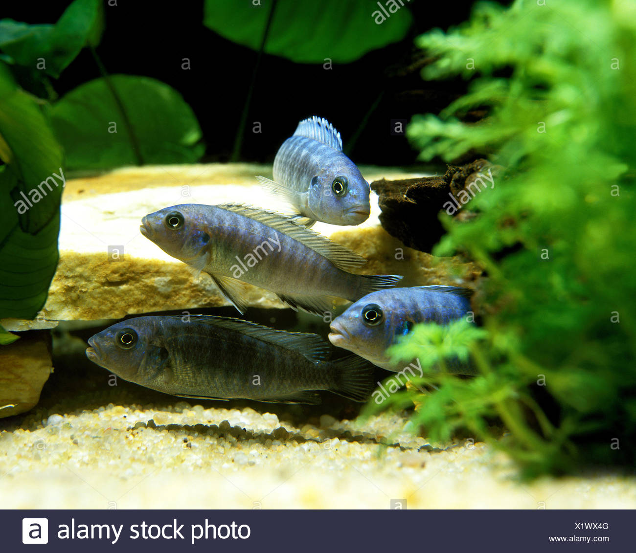 Metriaclima High Resolution Stock Photography and Images - Alamy