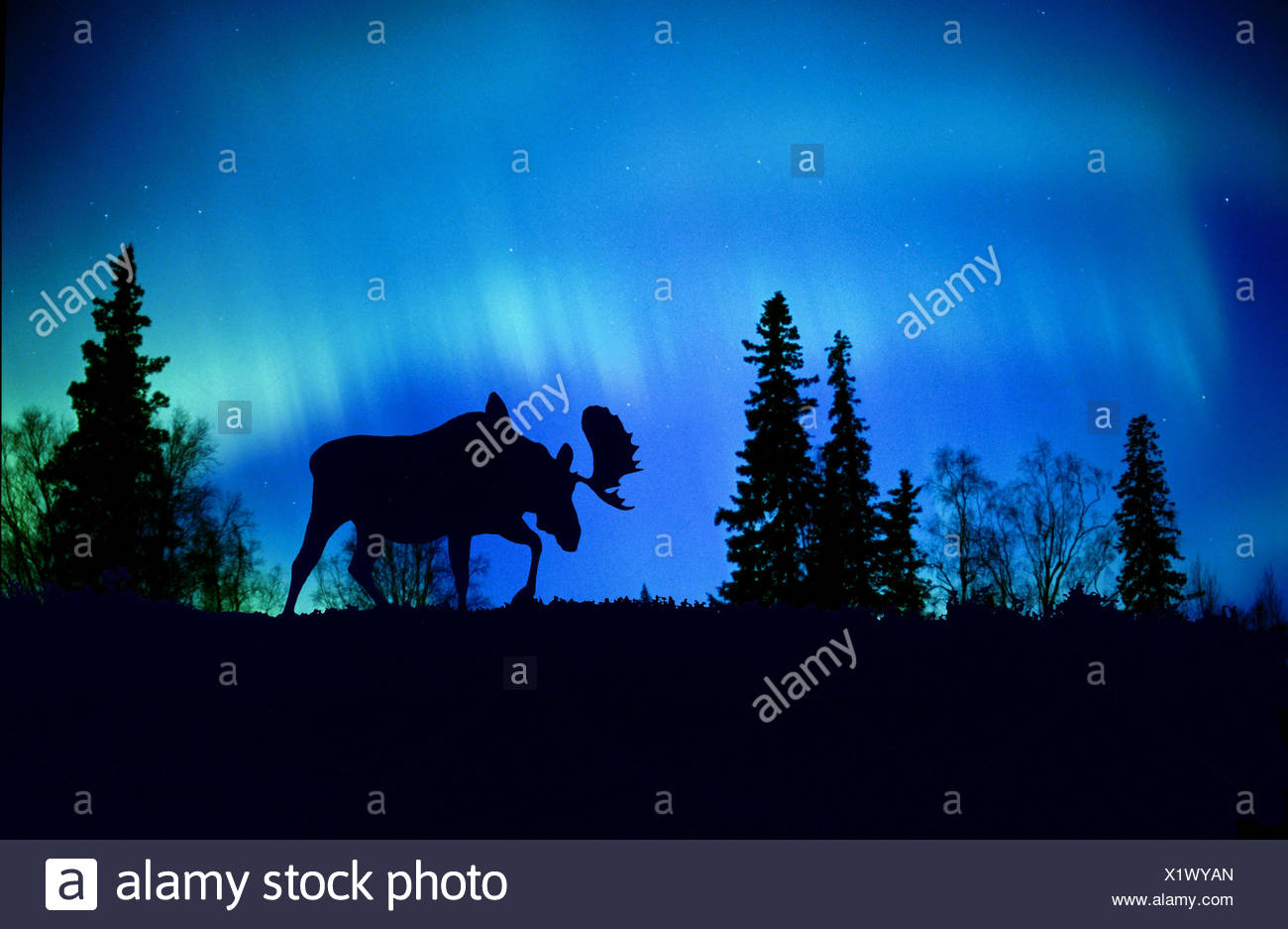 Blue Moose High Resolution Stock Photography and Images - Alamy