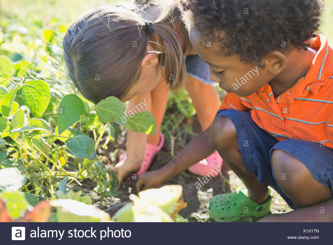 Children Gardening Stock Photos Children Gardening Stock Images Alamy Children Gardening Stock Photos Children Gardening Stock Images Alamy