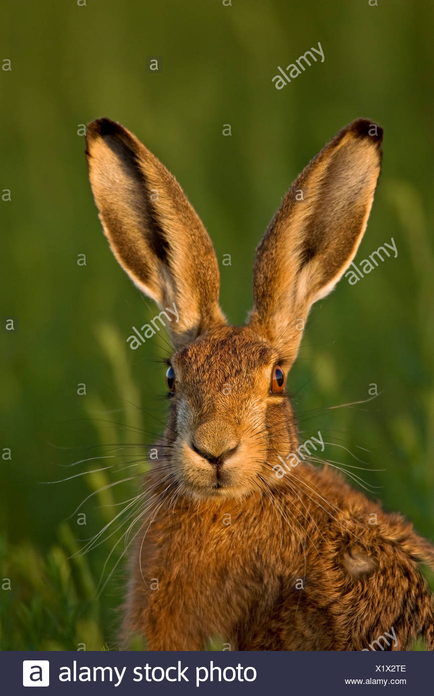 Hare light Hare light