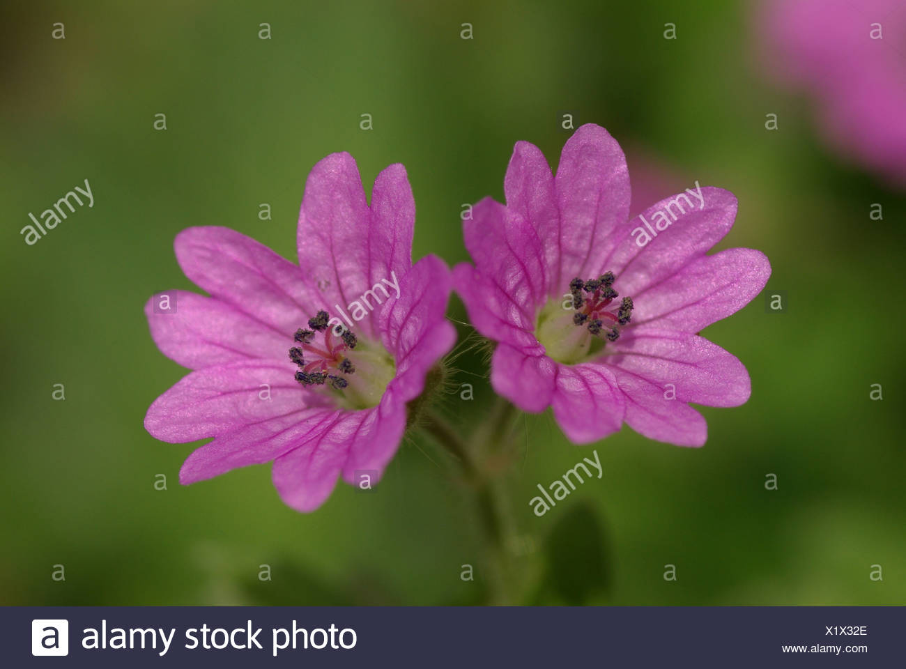 Wonderbaar Bloeiende Plant Met Roze Bloemen Stock Photos & Bloeiende Plant EG-26