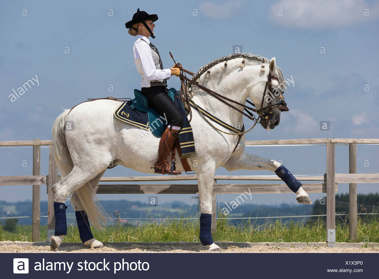 Horse Rider Performing Spanish Walk High Resolution Stock Photography