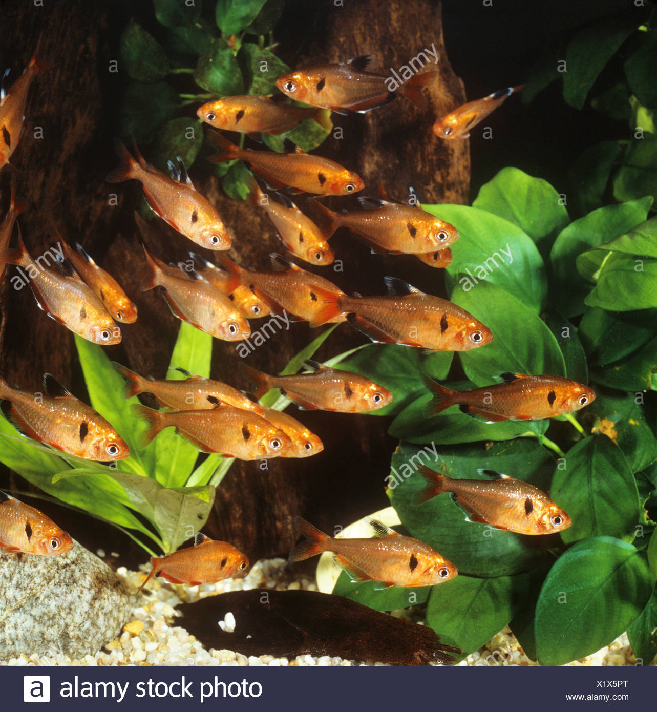 Shoal Of Serpae Tetras Hyphessobrycon Serpae Stock Photo Alamy,What Is Whey