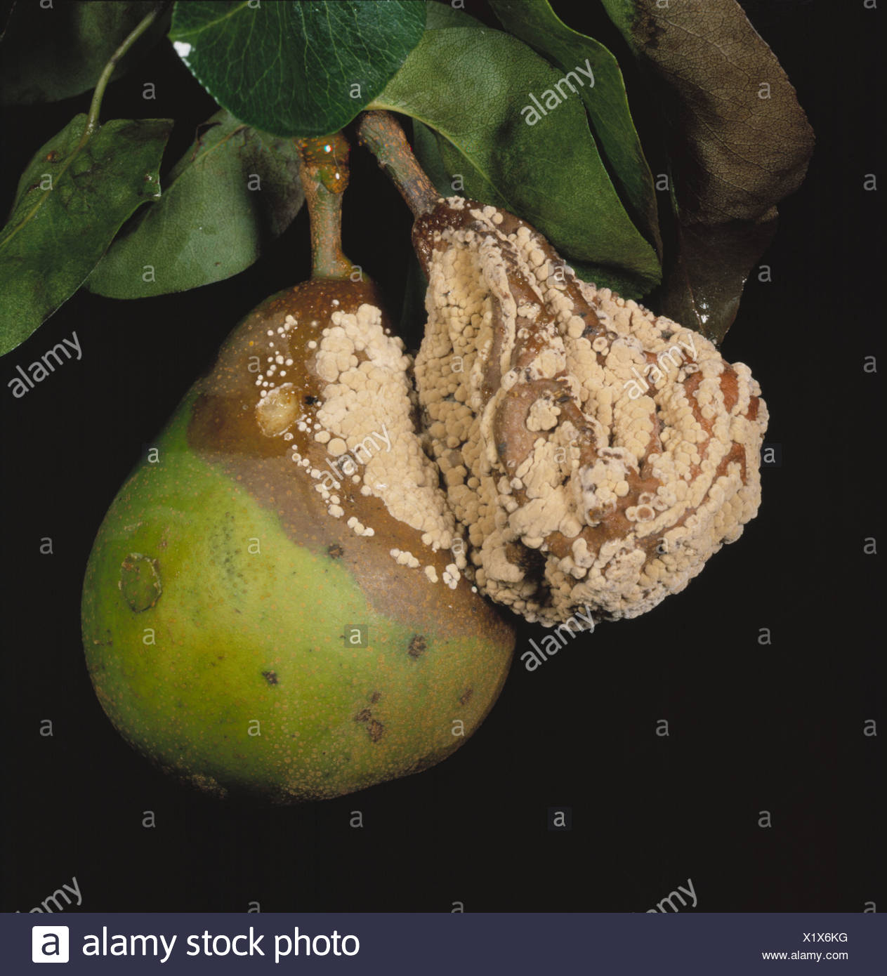 Diseased Pear Stock Photos & Diseased Pear Stock Images Alamy