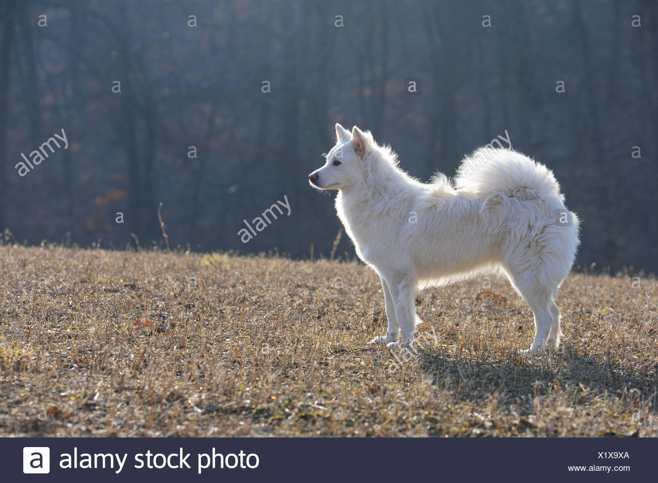 Spitz Full Body High Resolution Stock Photography And Images Alamy