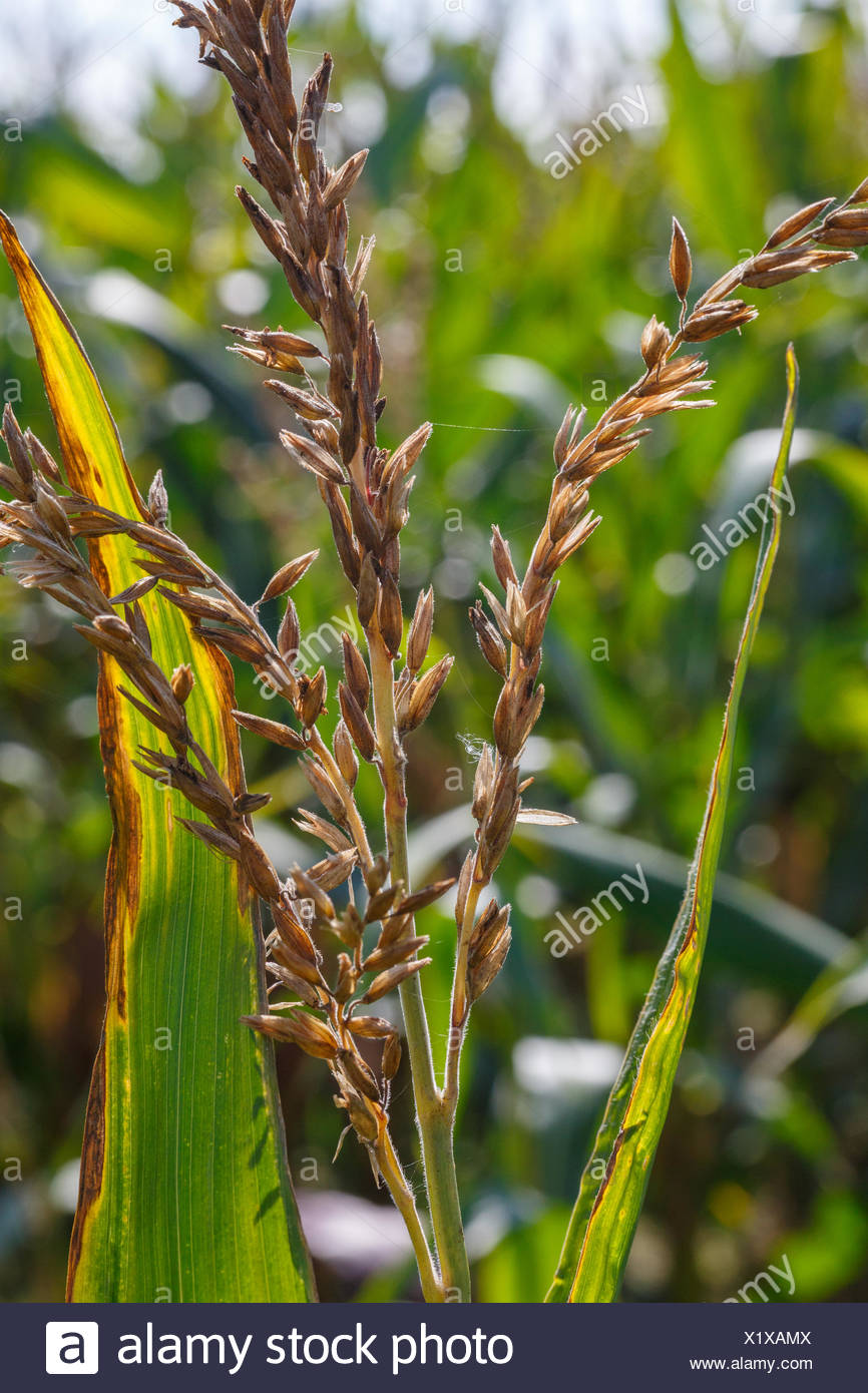 Corn Tassel High Resolution Stock Photography and Images Alamy