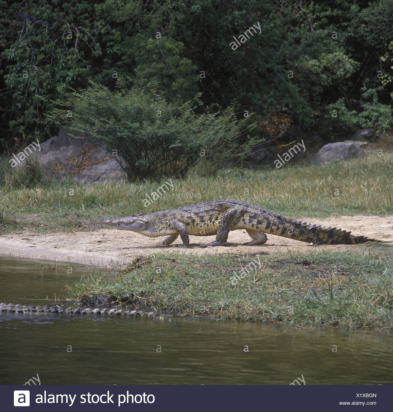 Nile Crocodile Walking High Resolution Stock Photography And Images Alamy