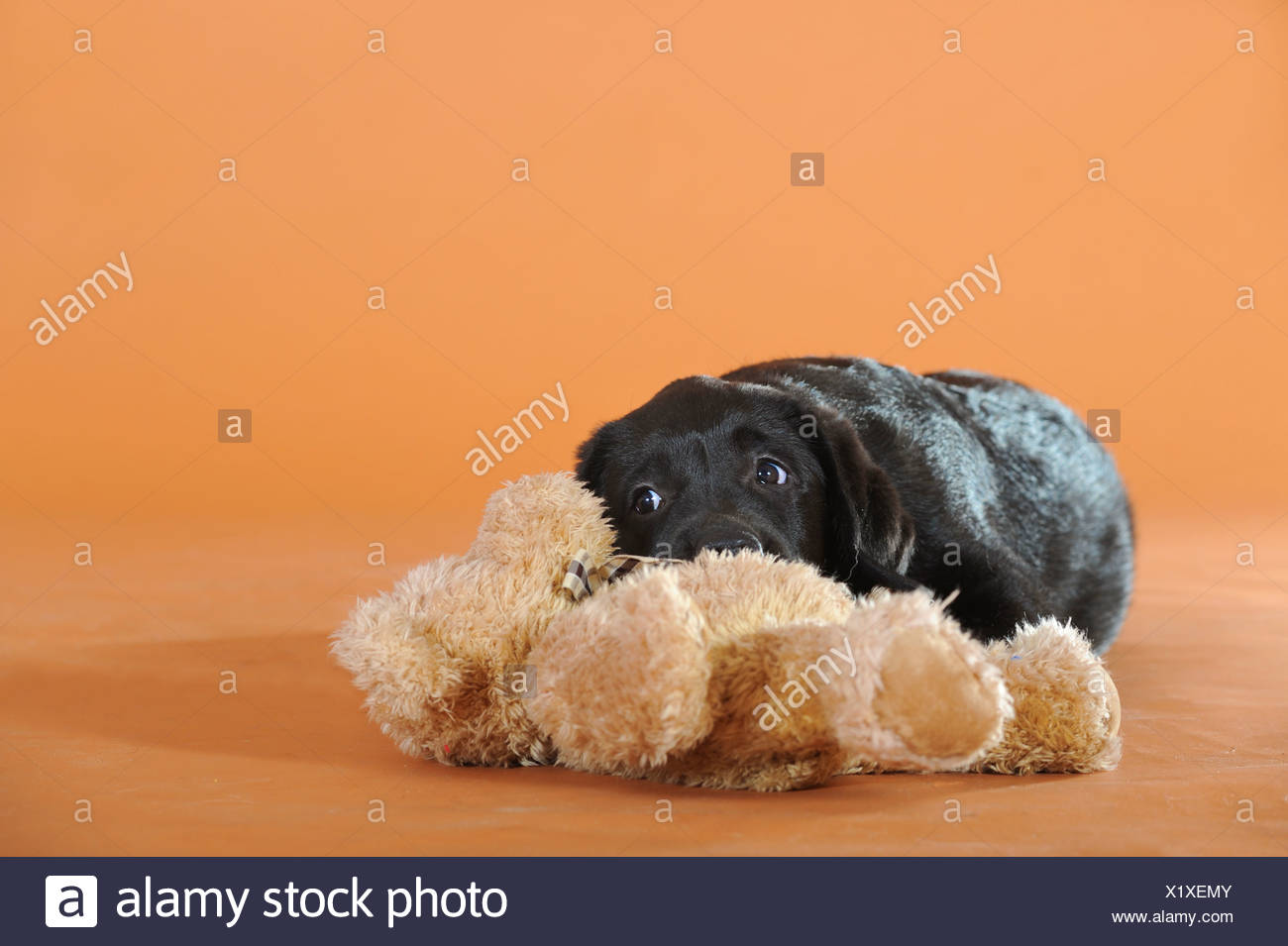 black labrador teddy
